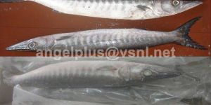 Frozen Barracuda Fishes