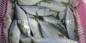 Frozen Indian Mackerel Fishes