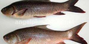 Frozen Rohu Fishes