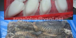 Frozen Sepia Aculeata Cephalopods