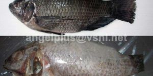 Frozen Tilapia Fishes