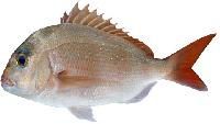 Snapper