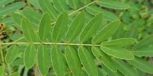 Cassia Leaves ( Senna Leaves)