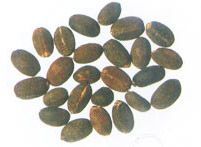 Ratanjot Seeds