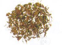 Dried Tulsi Leaves