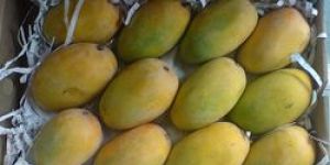 Kesar Mango