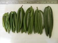 Indian Vanilla Beans