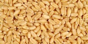 Wheat Seeds