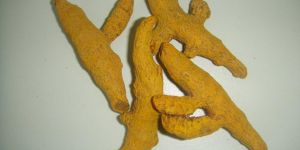 Turmeric