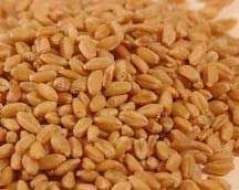 Wheat Seeds