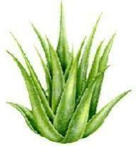 Aloe Vera Leaf