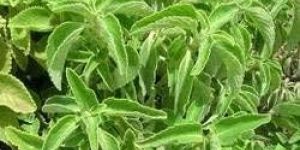 Coleus Forskohlii Extract