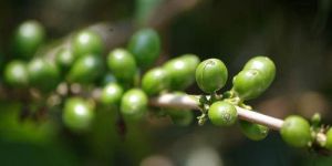Green Coffee Extract