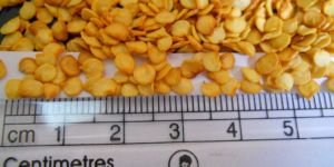 Hot Pepper Seeds