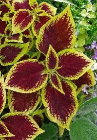 Coleus Plant