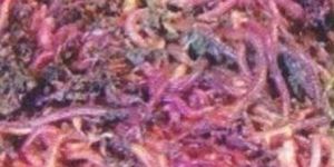 Vermicompost