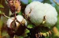 Textile Raw Materials