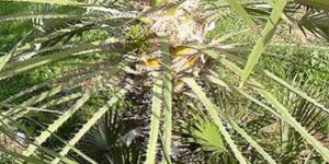 Aquatic Plants