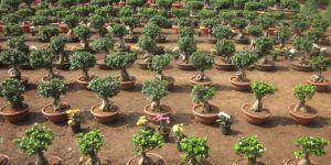 Bonsai Plants