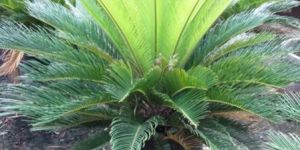 Cycad Plants