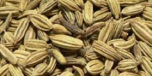 Fennel Seeds