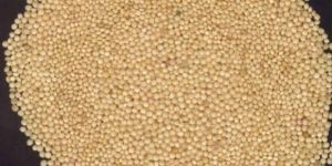 Amaranth Seed