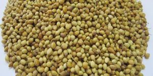 Coriander Seed
