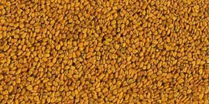 Fenugreek Seed