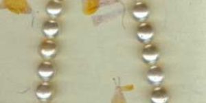 Cream South Sea Pearl