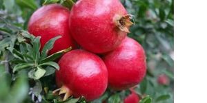 Fresh Pomegranate
