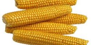 SYNGENTA SEEDS :