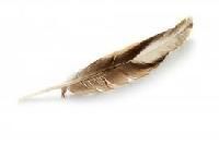 Birds Feather