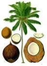 Coconut,coconut Shell,dry Coconut,coconut Husk