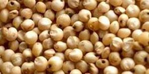 Sorghum