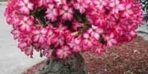 Adenium Bonsai