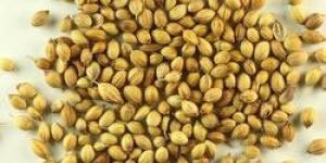 Coriander Seed