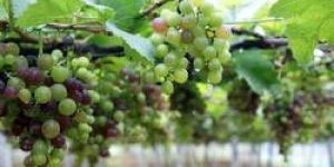Grapes Plant