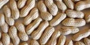 Groundnut