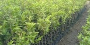 Guava Plant