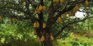 Jackfruit Plant