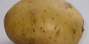 Kufri Chandramukhi Potato