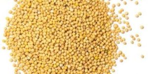 Mustard Oil Seeds