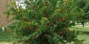 Pomegranate Plant
