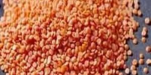 Red Lentil