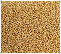 Yellow Mustard Seeds