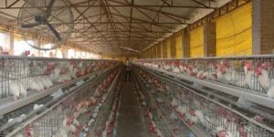Poultry Manure