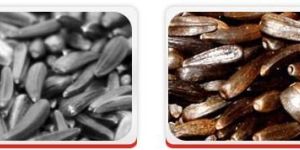 Oil Seeds - Niger Seeds