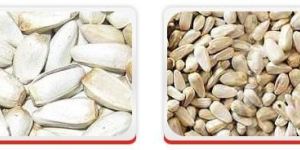 Oil Seeds - Safflower