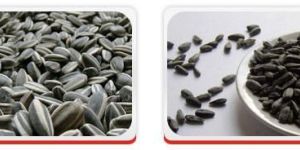 Oil Seeds - Sunflower