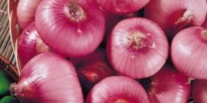 Red Onion